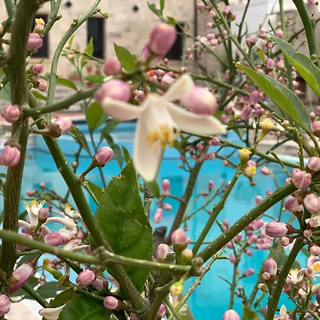 Villa Villa Celaj “The Castle” Krujë